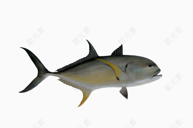 黄色鱼鳍海洋生物