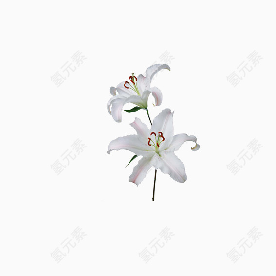 美丽花卉