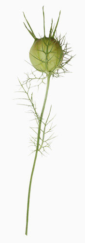 婆婆丁的花骨朵