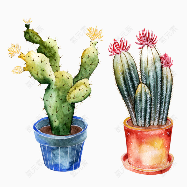 开花的彩绘仙人掌