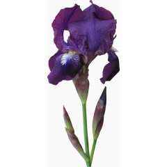 紫色漂亮藏红花