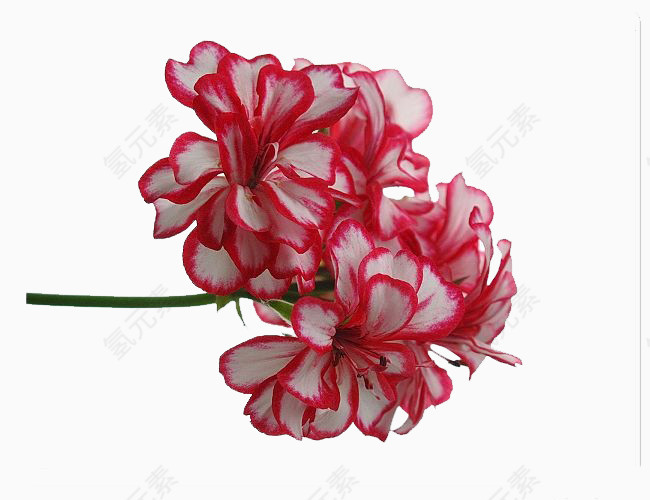 白花红边洋绣球