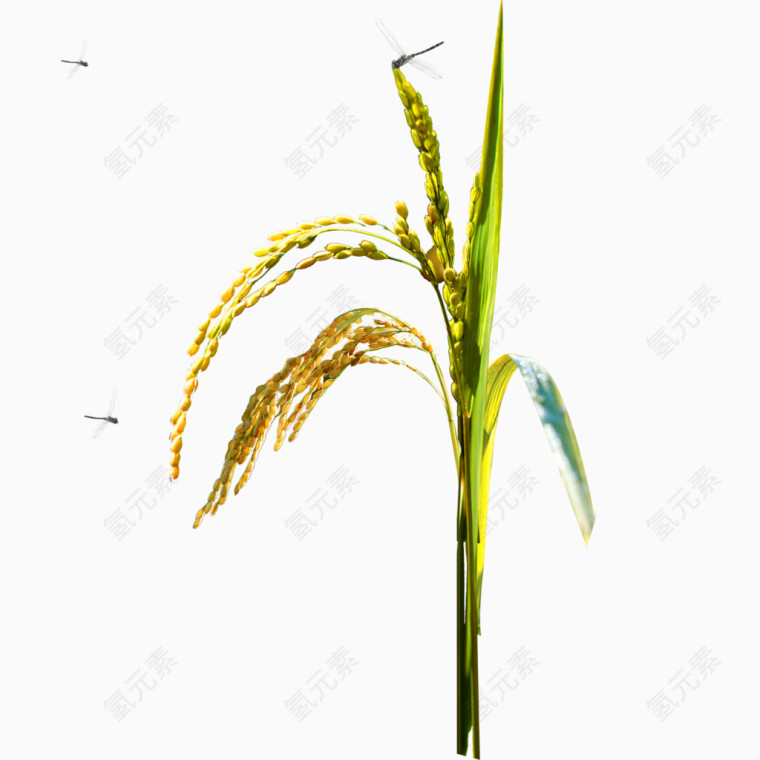 蜻蜓水稻免抠图素材