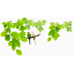 唯美花园树和鸟元素