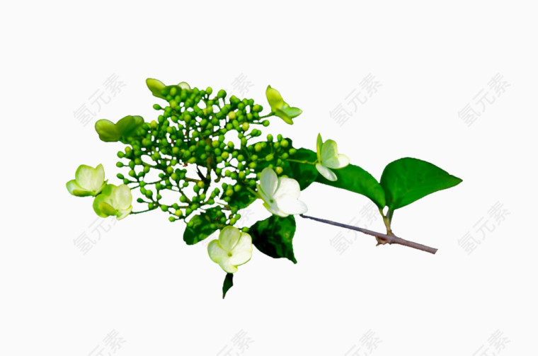 带枝叶的未开琼花
