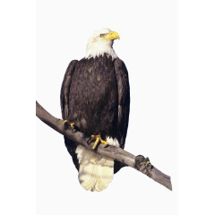 枝头的老鹰高清素材