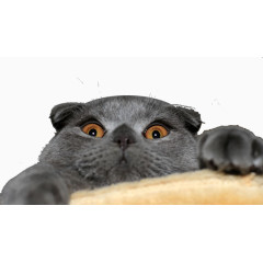 萌宠英国短毛猫图片
