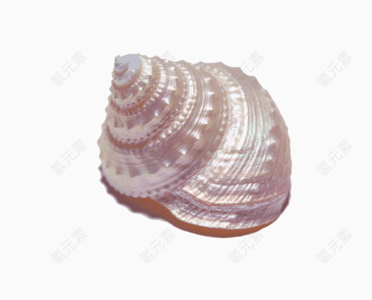 海螺