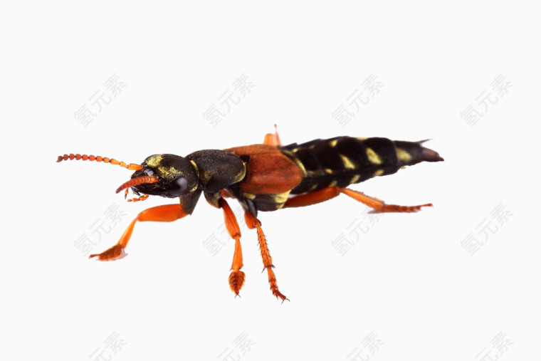 一只爬行的昆虫高清免扣素材