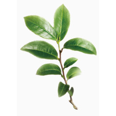 茶树树枝