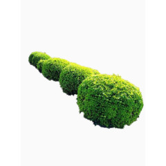 绿色的植物