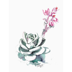 意境多肉图片素材