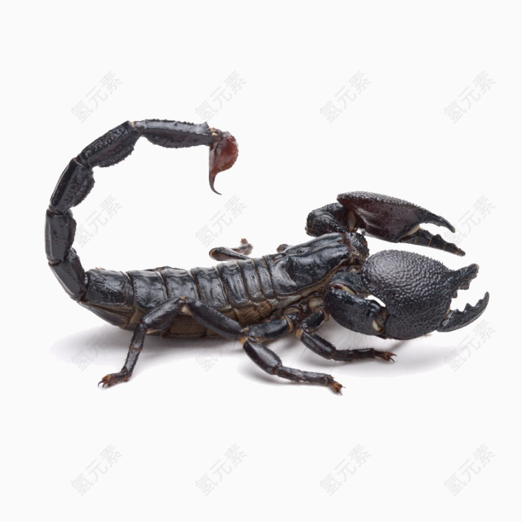 黑色蝎子