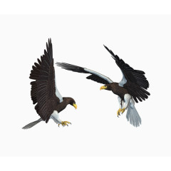 一对展翅的老鹰