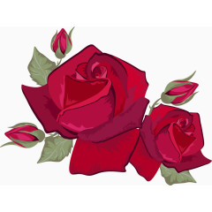 酒红色玫瑰花