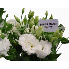 康乃馨花瓣花朵