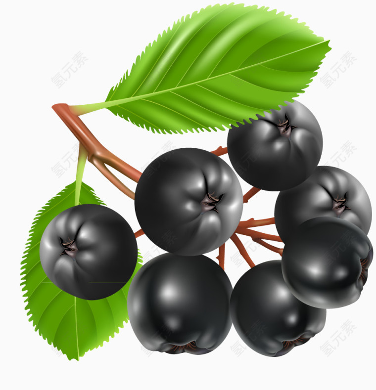 新鲜蓝莓矢量图
