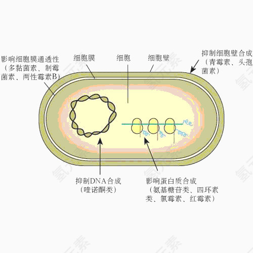 细菌分解