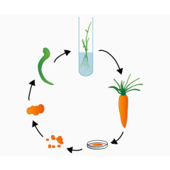 胡萝卜组织培养