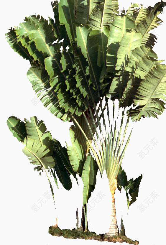 园林景观效果元素热带风景树