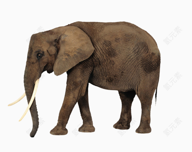 大象图片