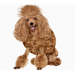 开心的萌宠小狗