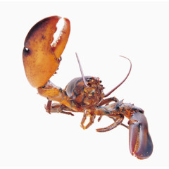 龙虾