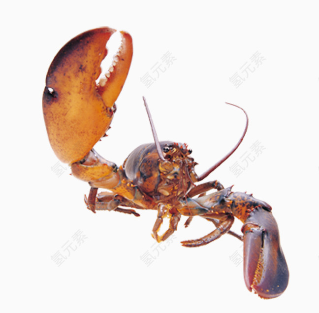 龙虾