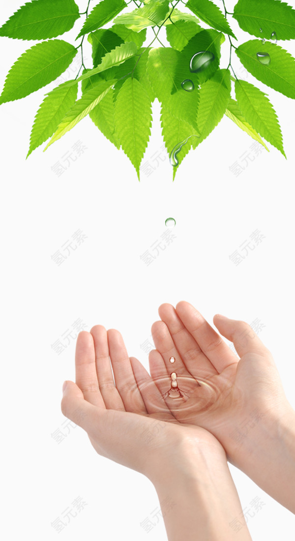 双手绿叶水滴免抠素材