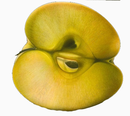 苹果油画