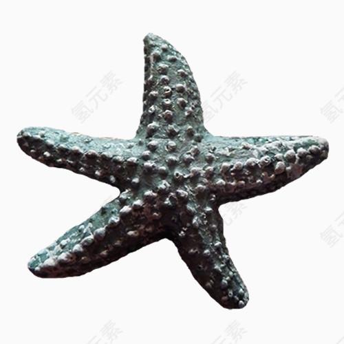 海星
