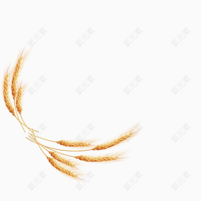 金黄麦穗矢量素材