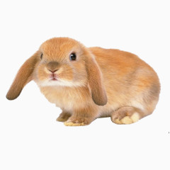 小兔子实物图