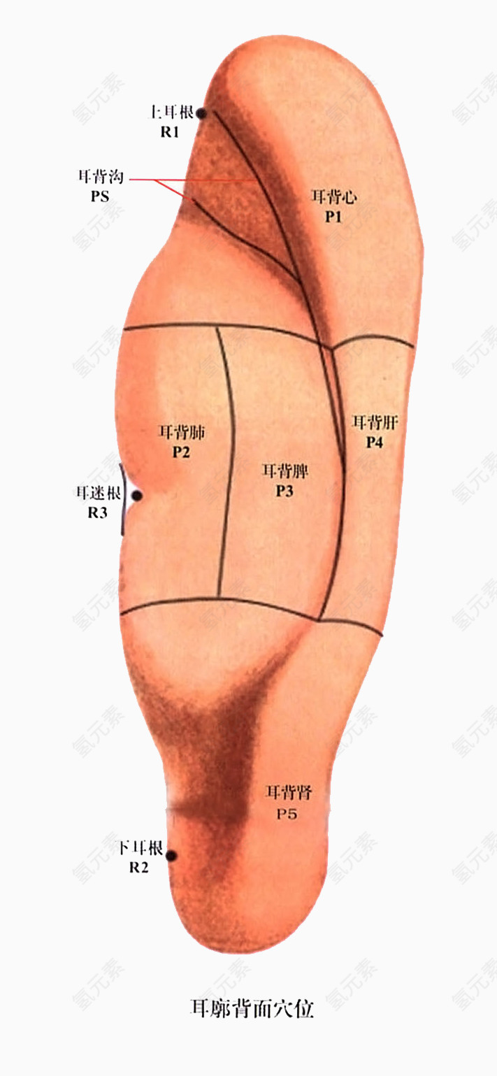 人体耳朵穴位图