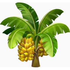 香蕉树