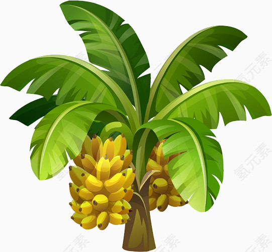 香蕉树