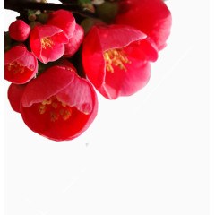 枝头鲜红的花瓣