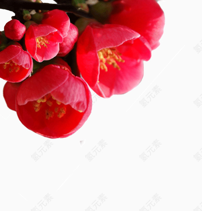 枝头鲜红的花瓣