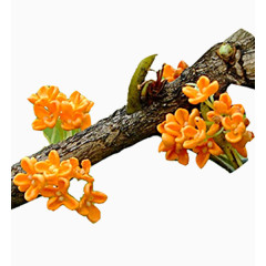 桂花树枝图片素材