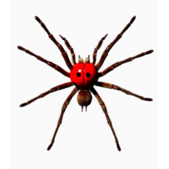 超大个红蜘蛛