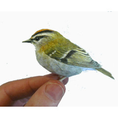 创意手指上的小鸟