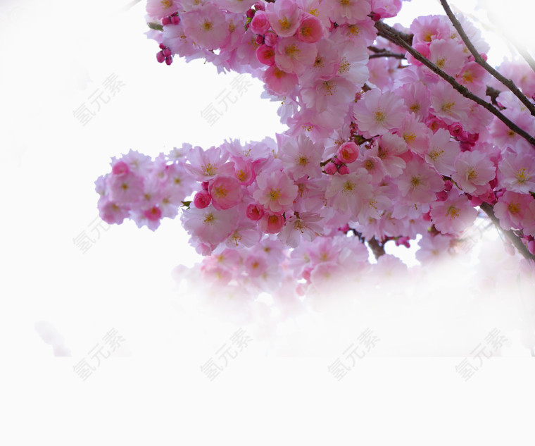 盛开樱花