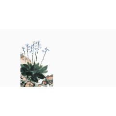淡雅水墨兰花