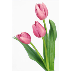 淘宝天猫设计 男装 女装 花朵 花束 鲜花 清新