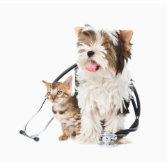 可爱小狗小猫矢量图