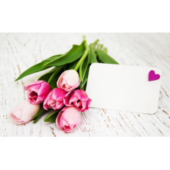 美丽的郁金香和卡片