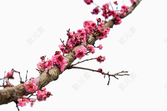 树枝