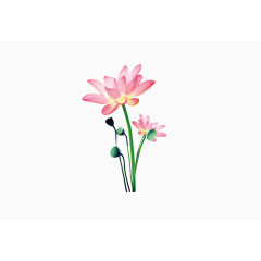 荷花