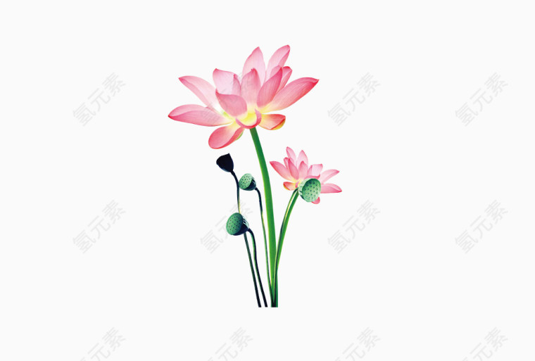 荷花