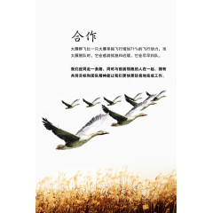 大雁精神团队合作